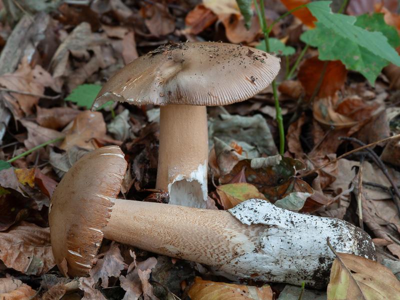 Lactarius fuliginosus